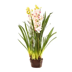 Cymbidium 110cm Light Pink in Paper Pot