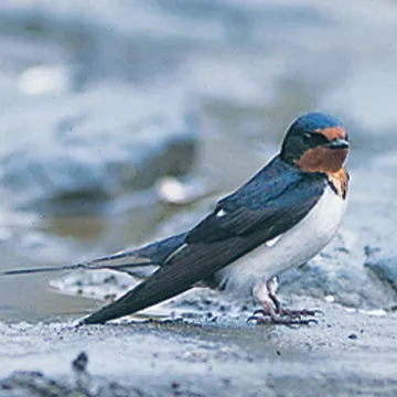 WBSJ Bird Watching Gloves